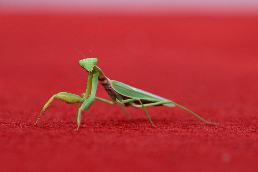 A praying mantis walks a red carpet in Venice.