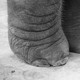Close-up black-and-white photo of an elephant's feet