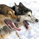 Two sled dogs in the snow