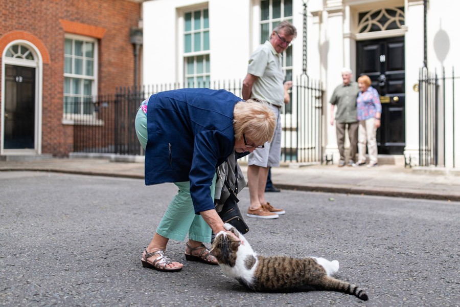A person leans down to pet a cat, and gets her hand clawed instead.