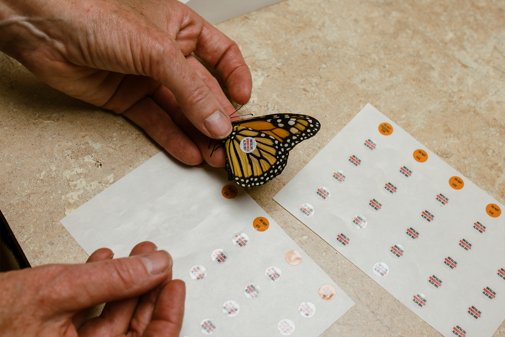 hands fix a small sticker to the wings of a monarch butterfly