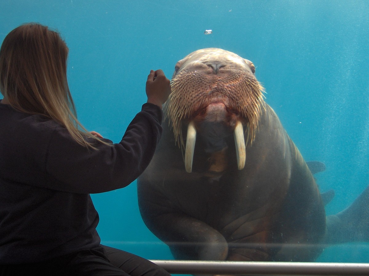 One Mighty Walrus Clapped for Love Very, Very Loudly - The Atlantic