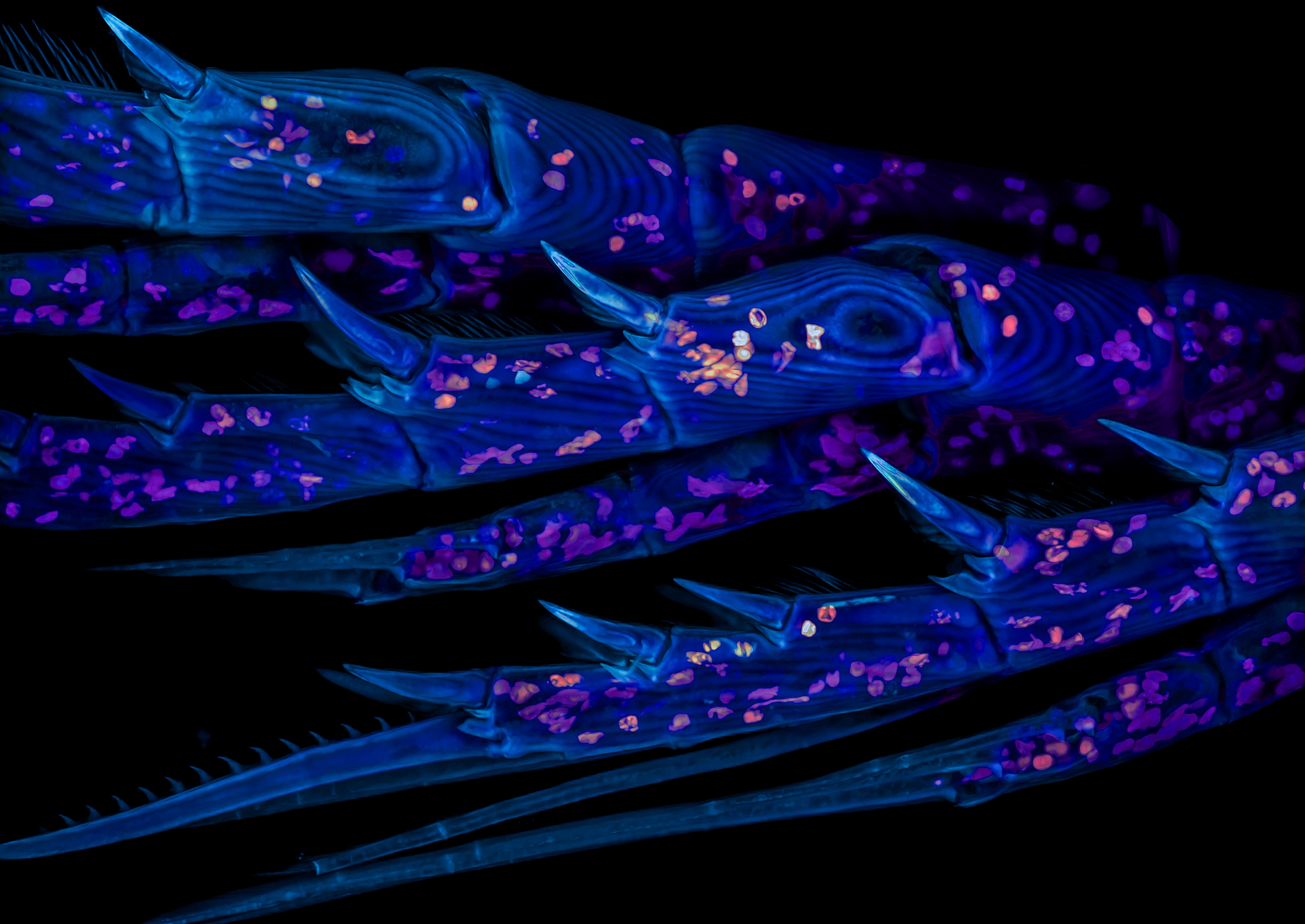 A close view of the legs of a tiny crustacean
