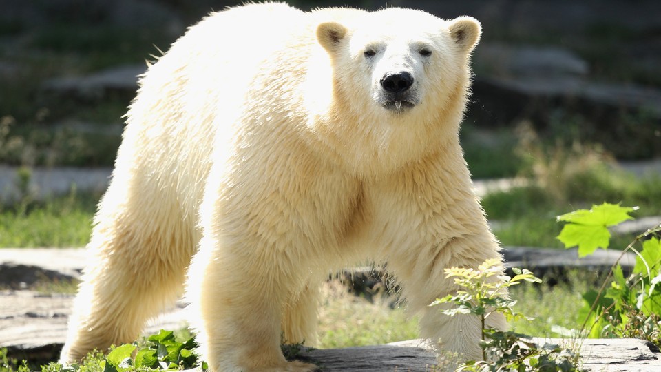 Polar Bears - Bears (U.S. National Park Service)