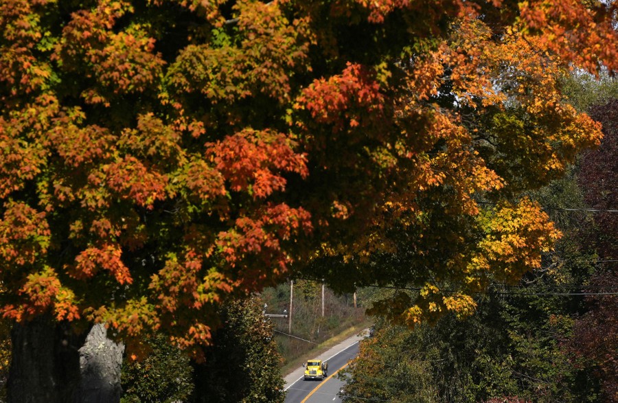 A maple tree seen in its fall colors