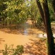 photo of a small girl standing on a path at the edge of a sunny forest flooded with brown water