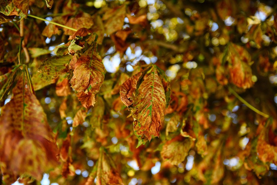 A photograph of dry, curled leaves hanging from a tree branch