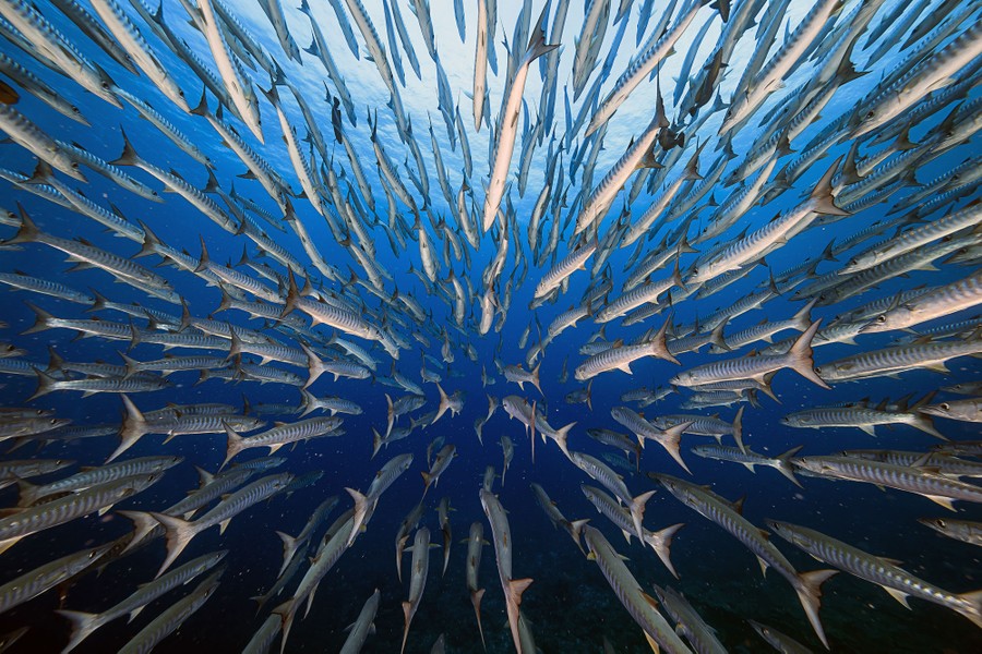 A large school of barracudas swims away from the photographer, seen underwater.