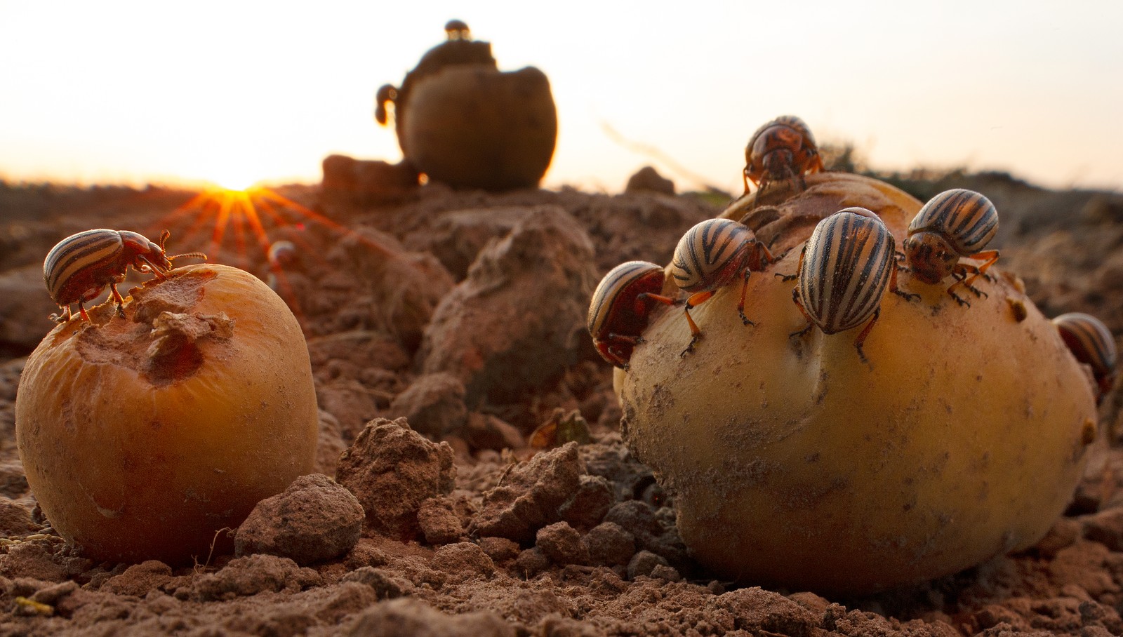 A close view of a number of beetles feeding on potatoes lying in a field