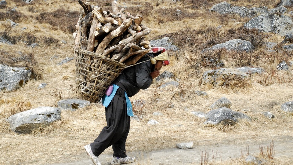 A woman carries firewood using a tumpline.