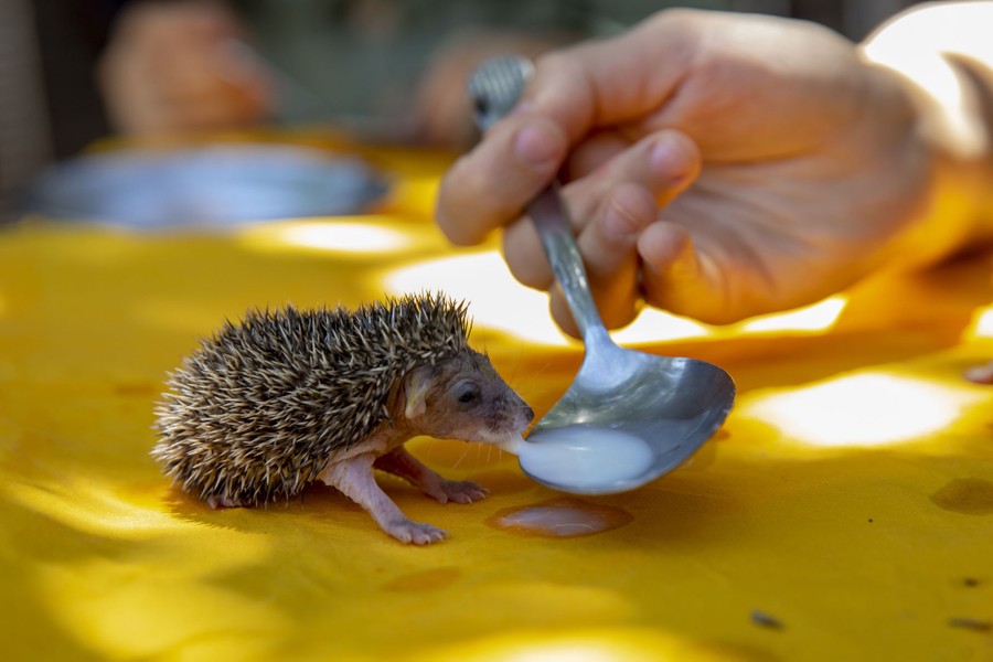A young hedgehog is fed milk from a spoon.