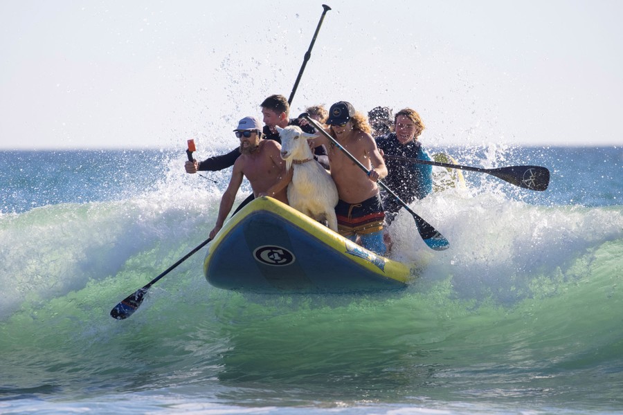 Several people ride a wave on a large surfboard with a goat. As one does.
