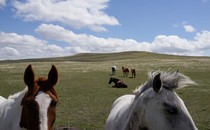 Horses in an open field