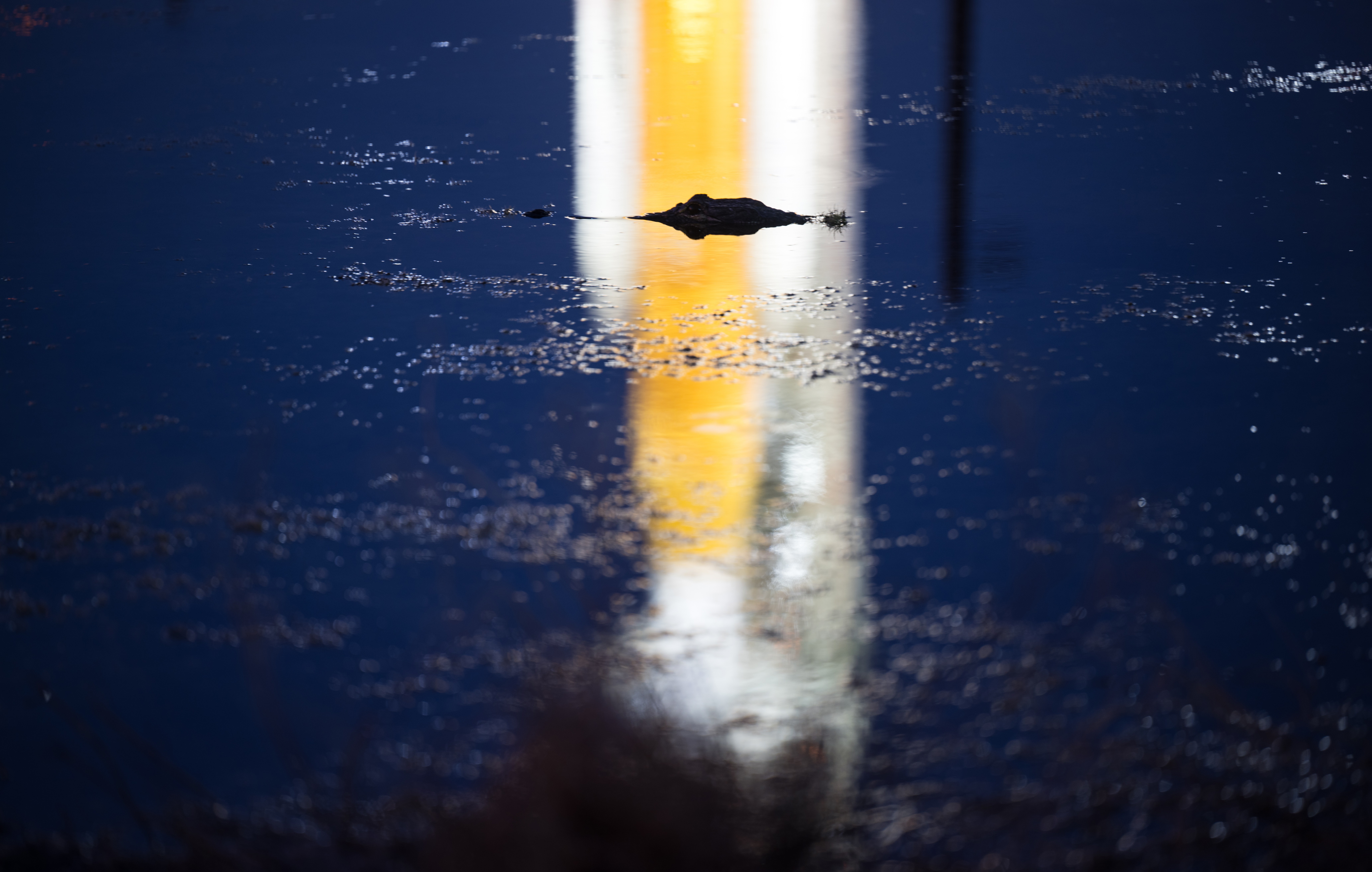 The top of the head of an alligator, seen floating in swamp water, silhouetted by the reflection of an illuminated rocket in the background.