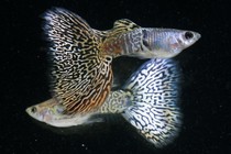 A pair of metal yellow lace guppies, one with a black eye and one with a silver eye. 