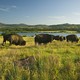 Bison grazing in a field