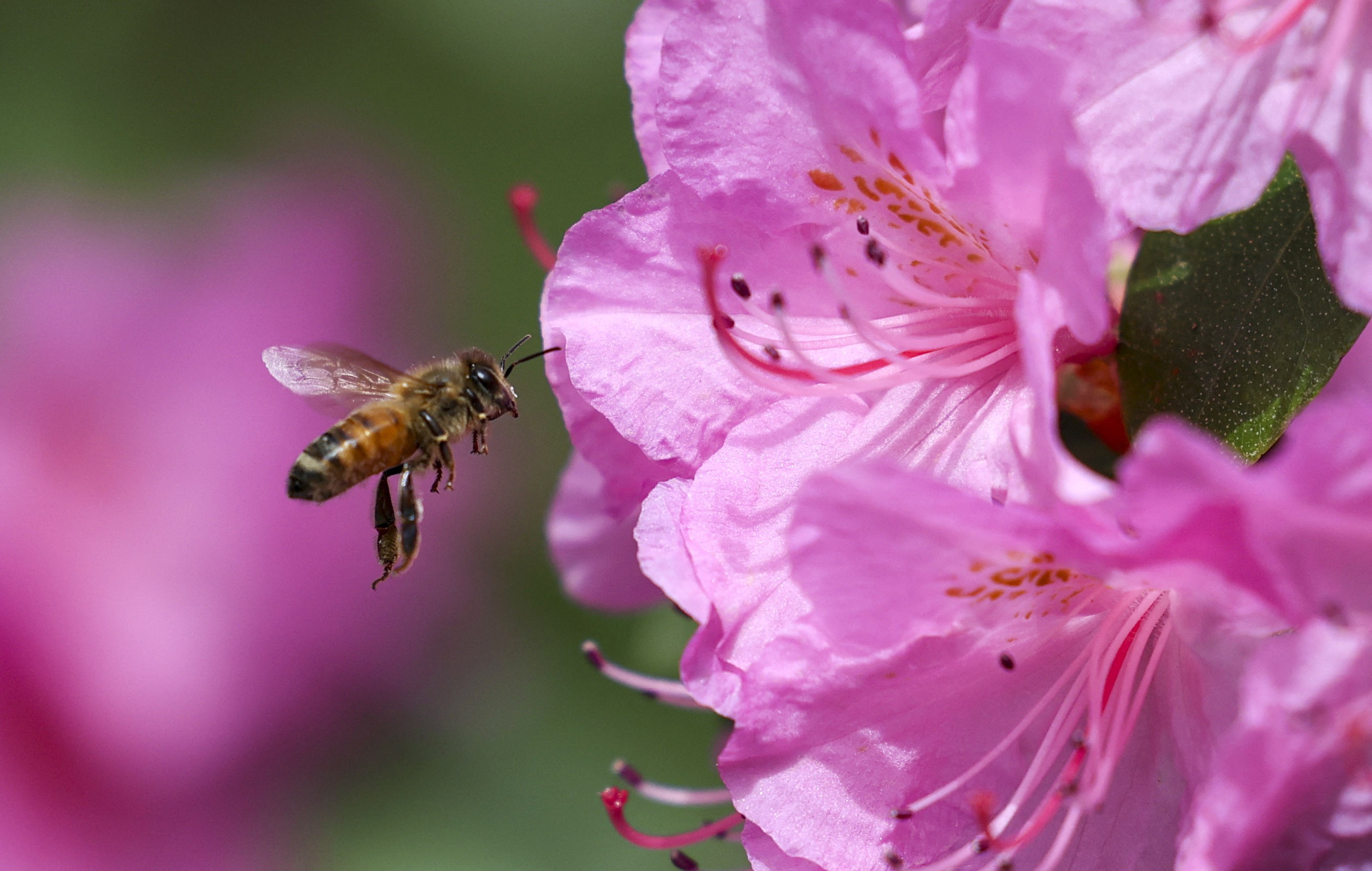 A bee gathers pollen from a rhododendron.