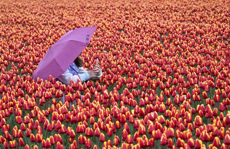 A woman walks among tulips with an umbrella.