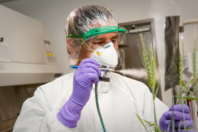 Christian Cruz inoculating wheat heads in the Biosecurity Research Institute at Kansas State University