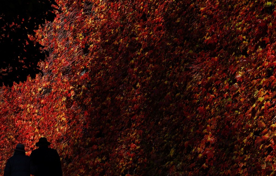 Two people walk past a tall wall covered with red-colored leaves.