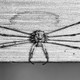 Dicranopalpus ramosus harvestman