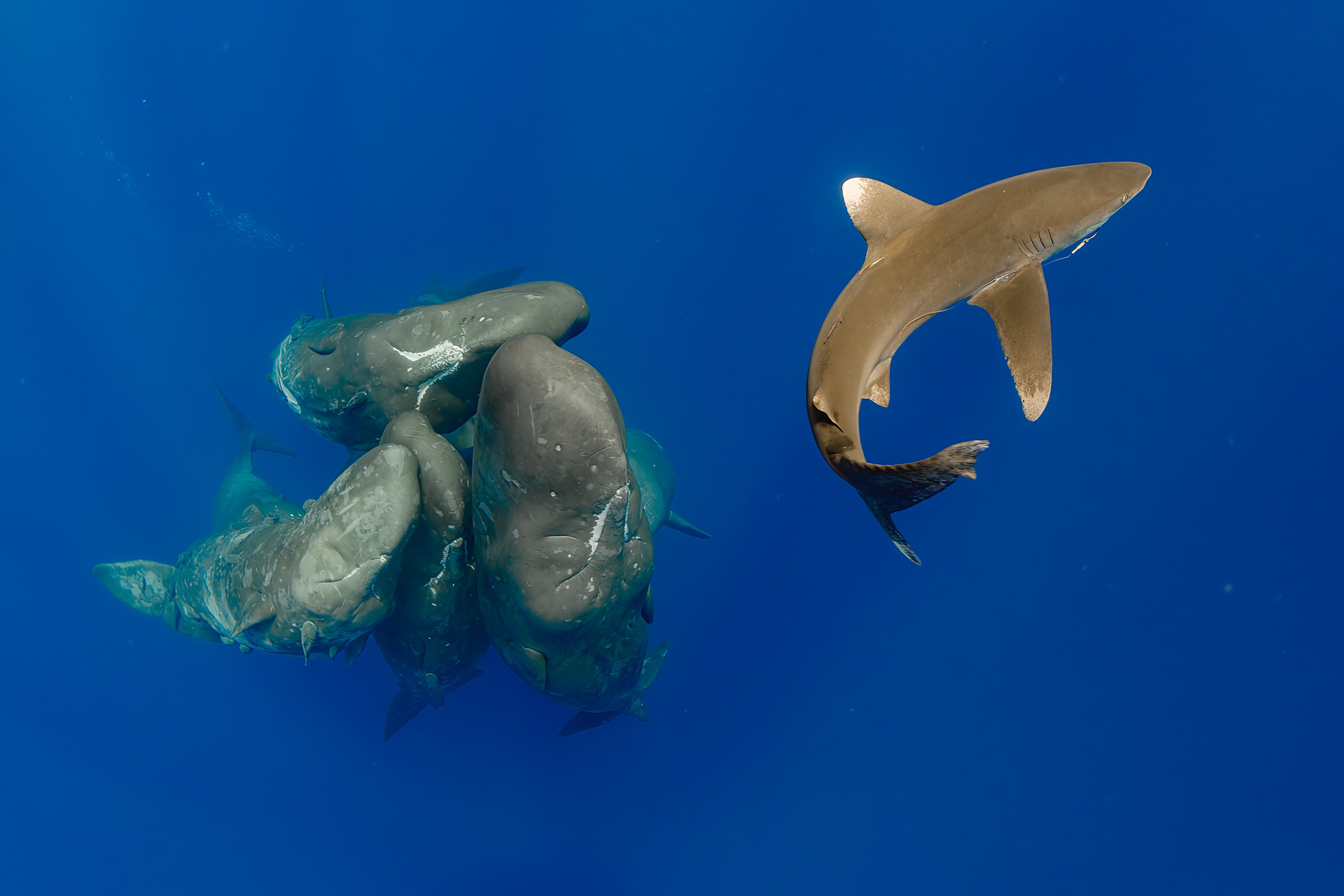 Five or six sperm whales swim very close together towards a shark, seen underwater.