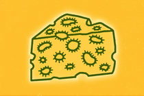 An illustration of infected cheese