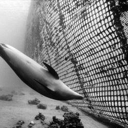 A dolphin swimming near a net.