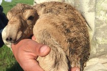 A newborn saiga calf