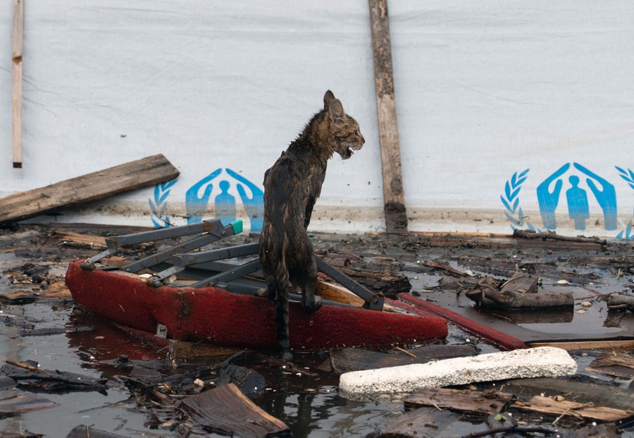 A cat rests on a piece of furniture floating in debris-choked floodwater.