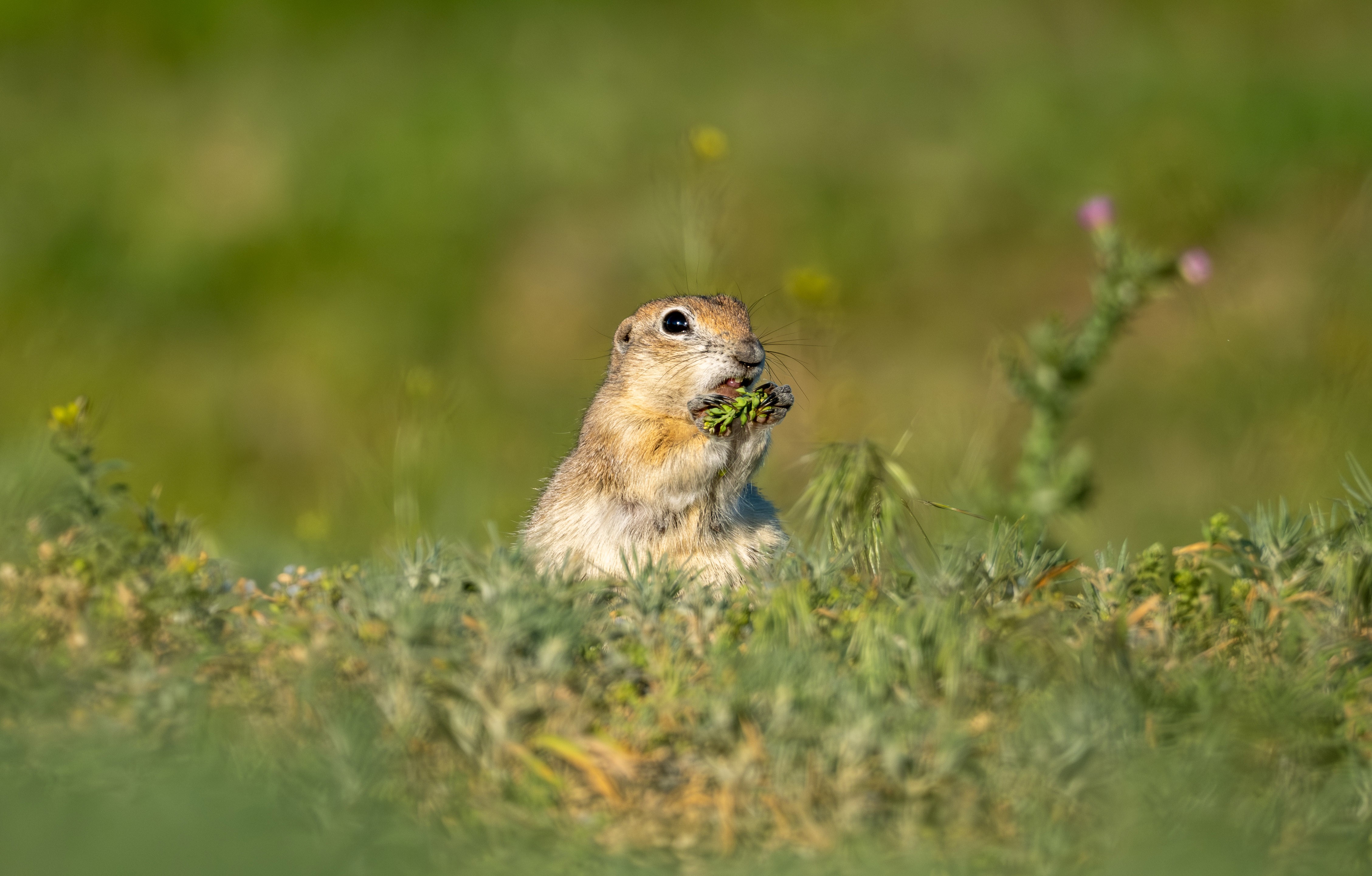 A ground squirrel nibbles on a plant.