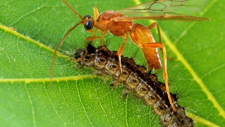 Parasitic Wasps Genetically Engineer Caterpillars Using