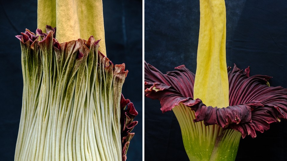 A blooming corpse flower