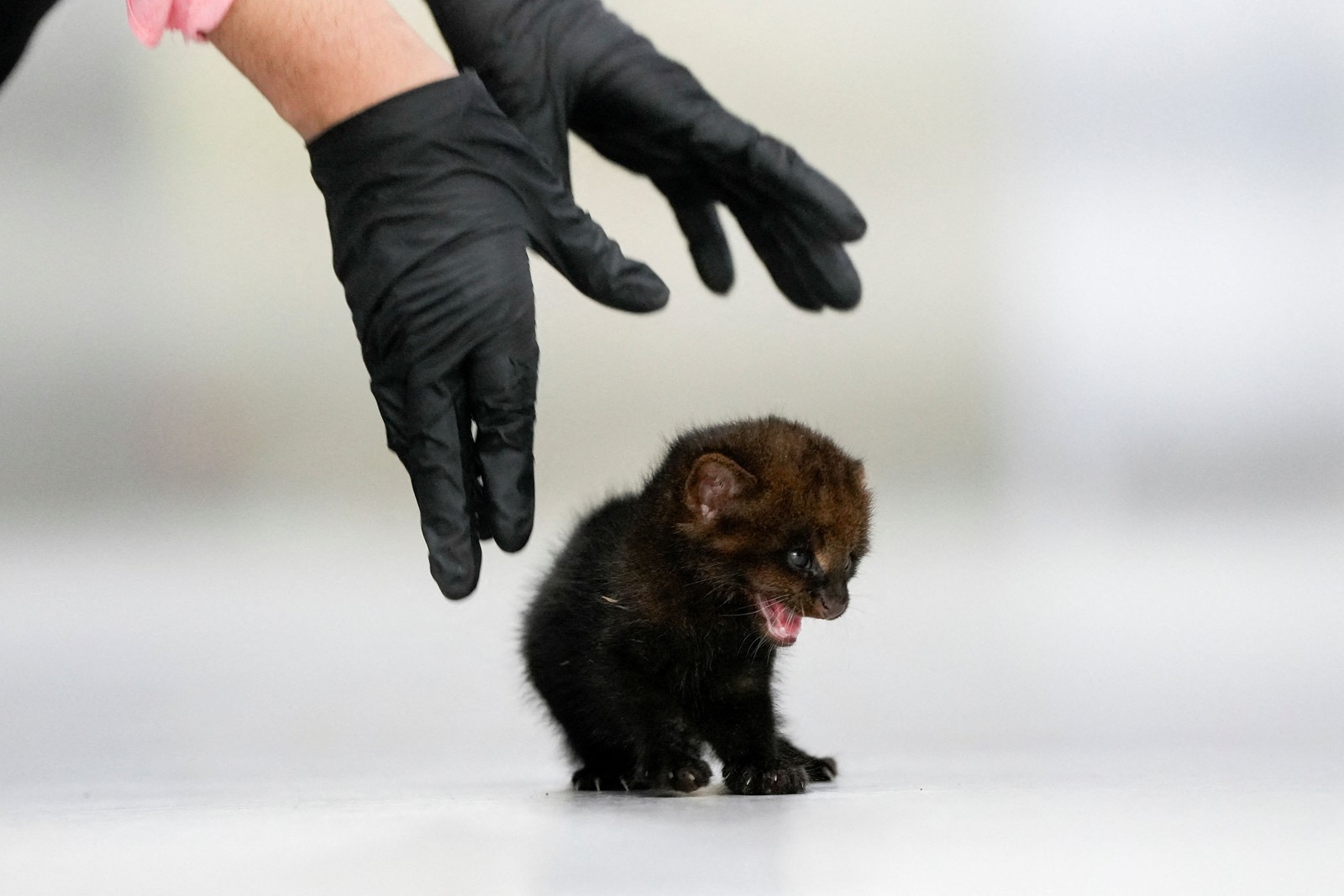 A pair of gloved hands reaches down to pick up a wild kitten.