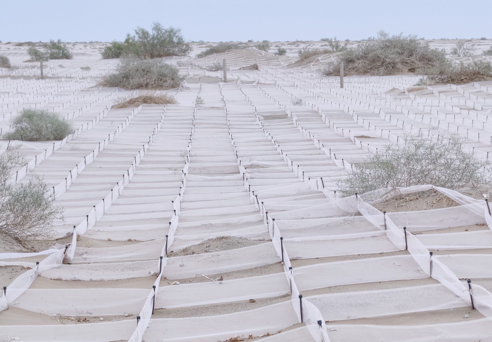 Hundreds of stakes support short criss-crossing nets across a sandy desert area.