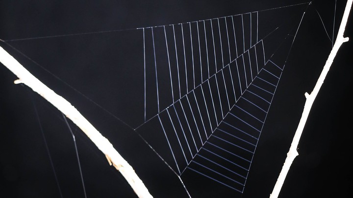The web of the spider Hyptiotes