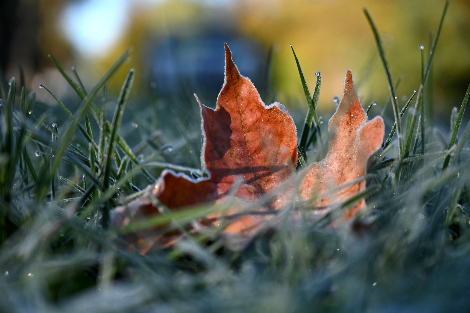Melting frost forms dew drops on the tips of grass blades around a fallen maple leaf with ice crystals along its edges.