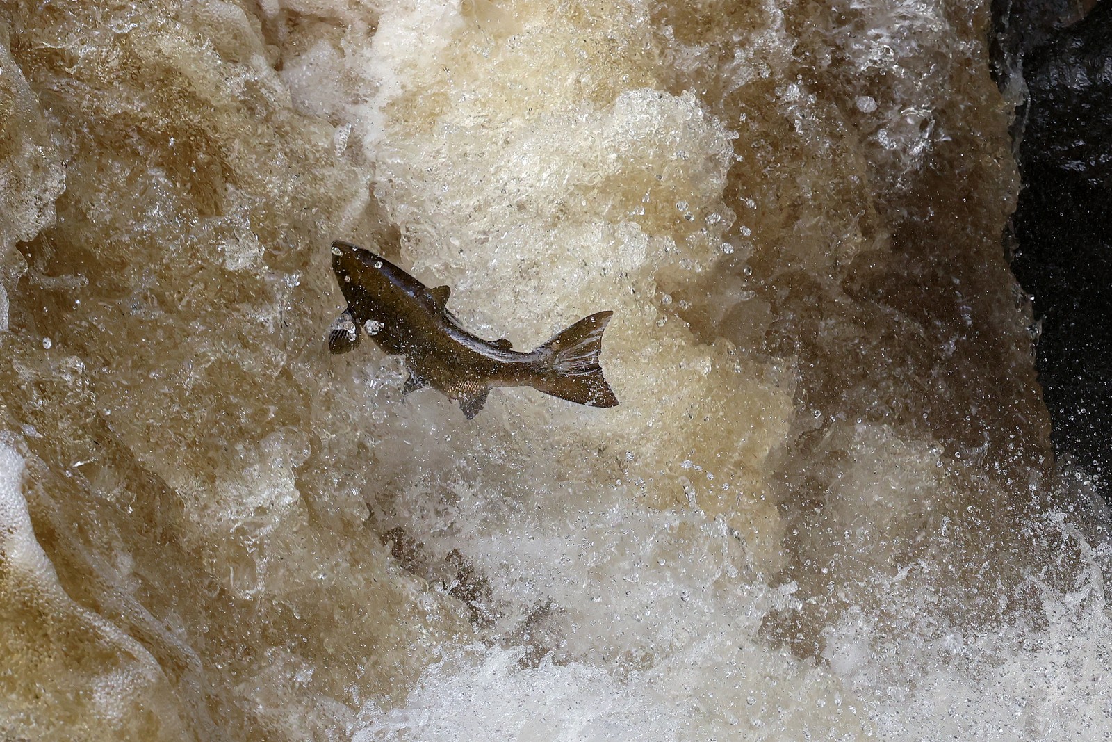 A salmon leaps up a short stretch of waterfall.