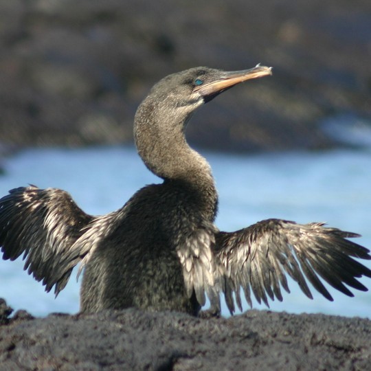 How an Icon of Evolution Lost Its Flight - The Atlantic
