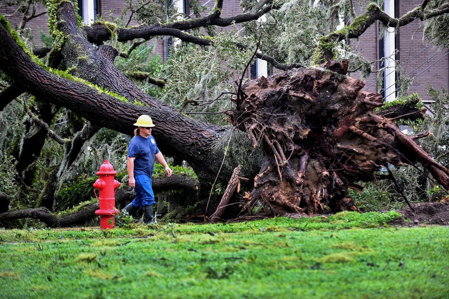 A utility worker walks past a fallen tree with its roots exposed..
