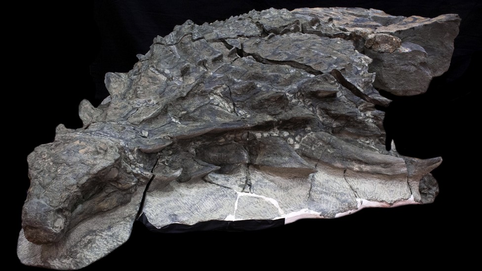 The front half of a fossil of <i>Borealopelta</i>, an ankylosaur, with skin and soft tissue preserved along with the bones
