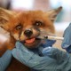 A close-up of several hands wearing rubber gloves holding a fox while feeding it medicine through a syringe.