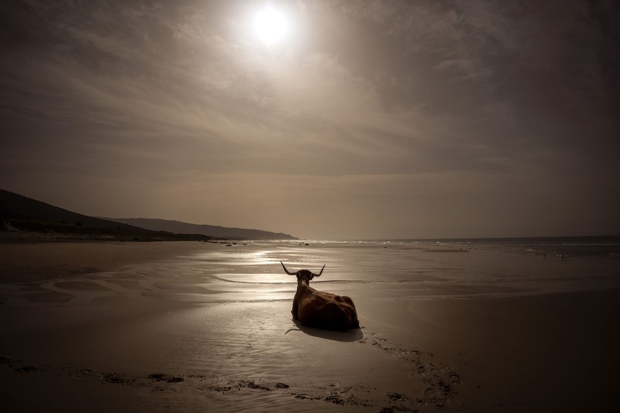 A cow rests on an empty beach.