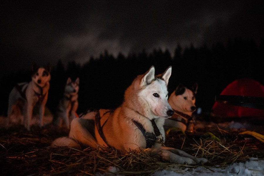 Four sled dogs rest on straw laid down on snow under a dark sky.
