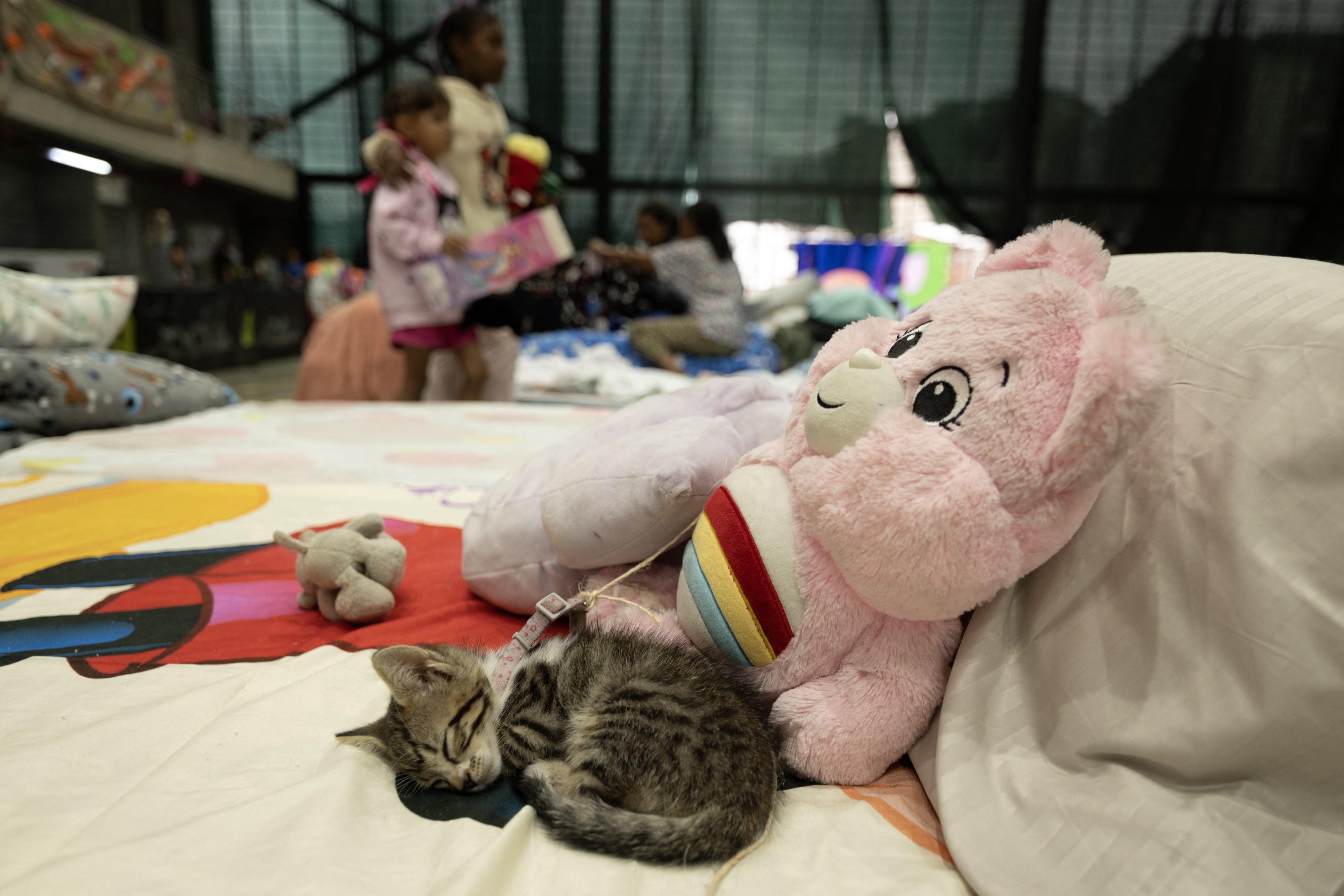 A kitten sleeps on a blanket in a shelter, beside a stuffed animal.
