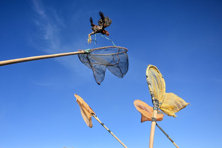 Several nets on long poles reach toward a chicken that has been tossed in the air.