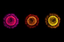 three coronavirus particles in different colors