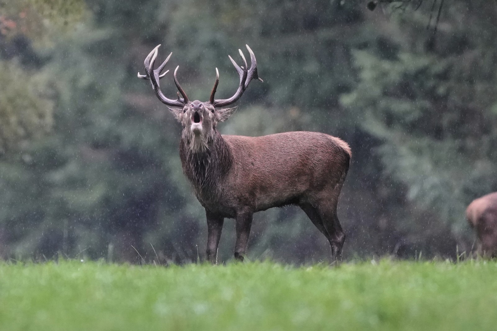 A stag lifts its head up and bellows.
