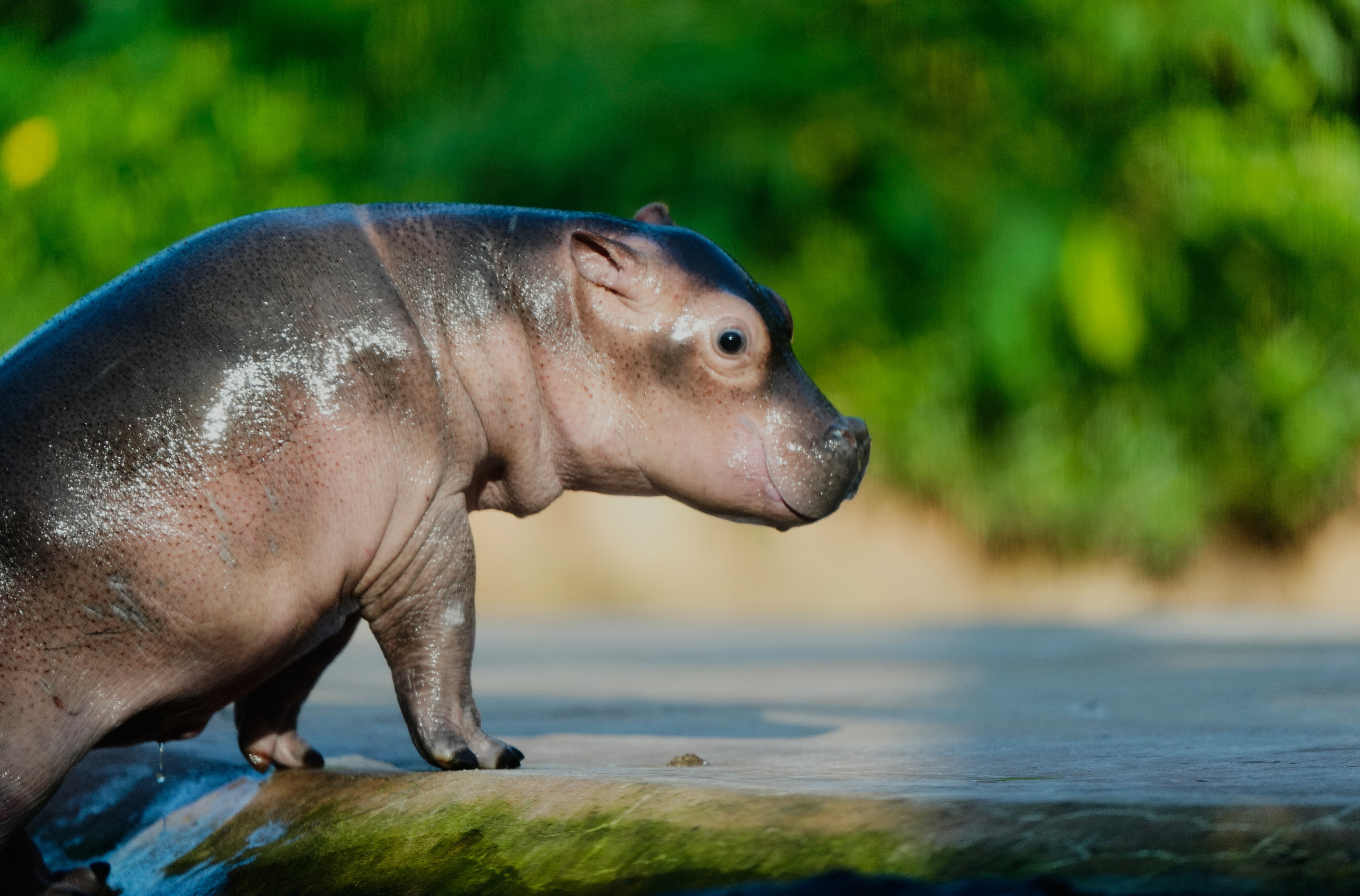 A young hippo calf explores its enclosure in a zoo.