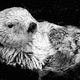 close up of otter